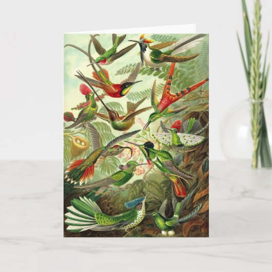 Carte Ernst Haeckel - colibris de Trochilidae (Devant)