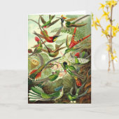 Carte Ernst Haeckel - colibris de Trochilidae (Fleur jaune)