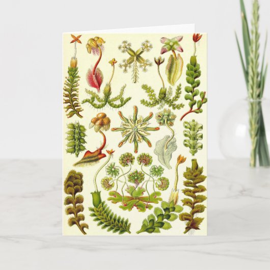 Carte Ernst Haeckel - hépatiques (Devant)