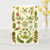 Carte Ernst Haeckel - hépatiques (Fleur jaune)
