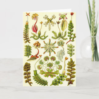 Carte Ernst Haeckel - hépatiques