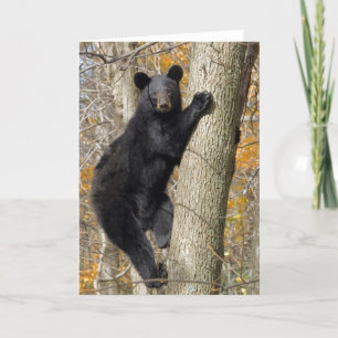 Carte Escalade américaine d'ours noir