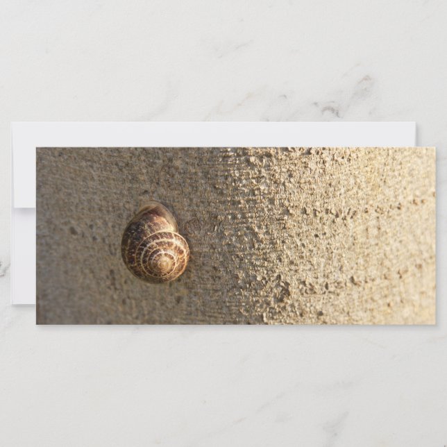 Carte Escargot (Devant)