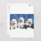 Carte esquimaude américaine de chiot (Devant / Derrière)