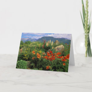 Carte États-Unis, Colorado, Crested Butte. Pavots et lup
