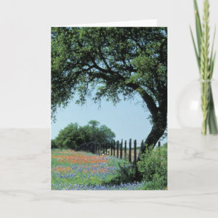 Carte États-Unis, Texas, Texas Hill Country Paintbrush e