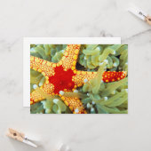 Carte Étoile de mer rouge et jaune (Devant/Arrière en situation)