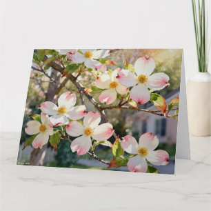 Carte Étude de fleurs de cornouiller A en aquarelle