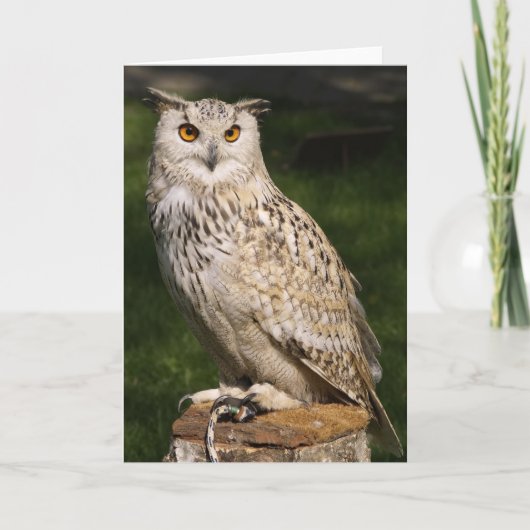 Carte Eurasian Eagle Owl (Devant)