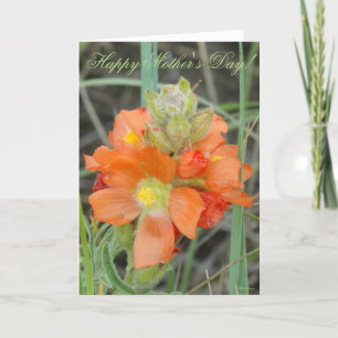 Carte F40 Fleurs sauvages orange Malope à fleurs rouges