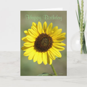Carte F47 Fleur sauvage jaune Fleur de soleil annuelle c