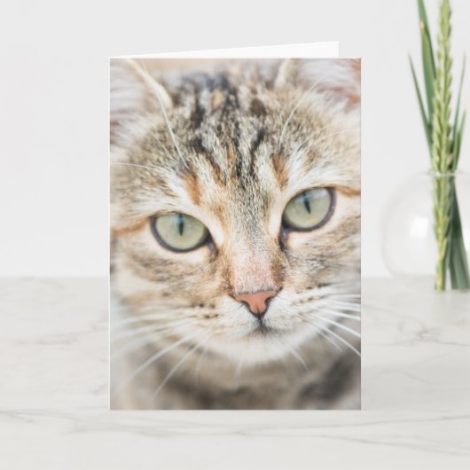 Carte Face de chat (Devant)