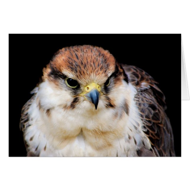 Carte Falcon (Devant horizontal)