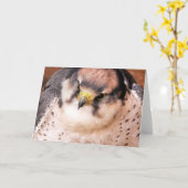 CARTE FALCON (Fleur jaune)