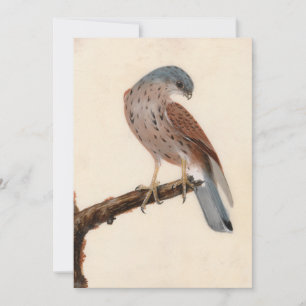 Carte Falcon Hen Kestrel William Lewin