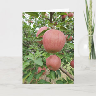 Carte Fall Apple Orchard