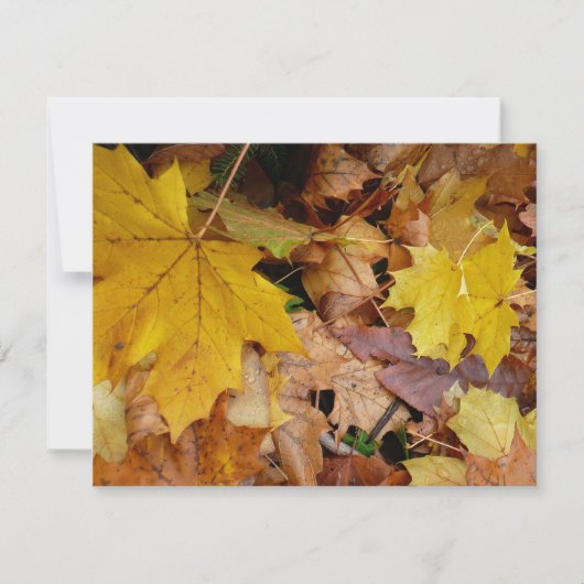 Carte Fallen Maple Feuille Jaune Automne Nature (Devant)