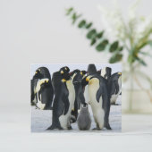 Carte famille Penguin (Debout devant)