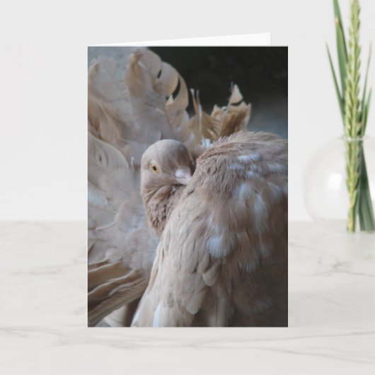 Carte Fantail Pigeon (Devant)