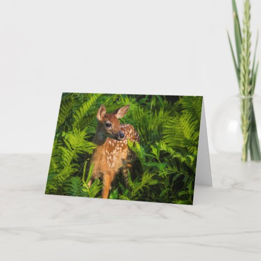 Carte Faon de cerf à queue blanche | Minnesota (Devant)
