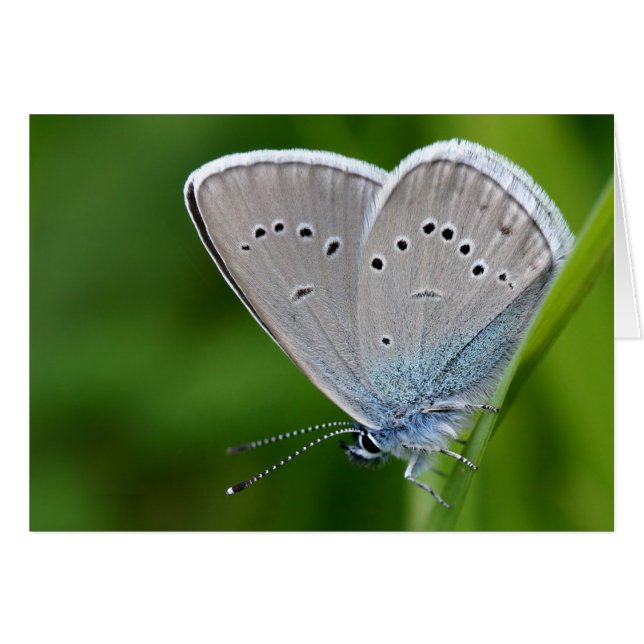 Carte Farfalla (Devant horizontal)