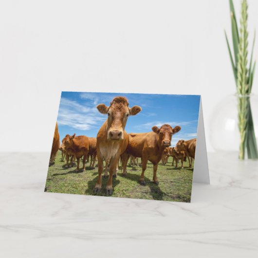Carte Farms | Brown cow (Devant)