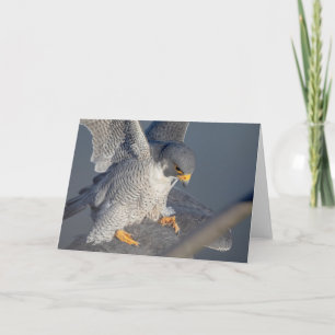 Carte Faucon pèlerin le long de la rivière Hudson