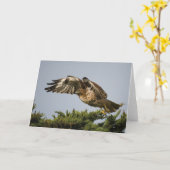 Carte faucon Rouge-coupé la queue (Fleur jaune)