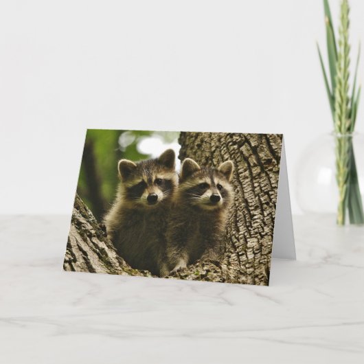Carte Faune - Baby Raccoons Photo (Devant)