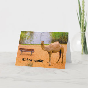 Carte Faune Camel Oasis Photo Sympathie