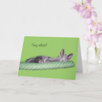 Carte - Félicitations - Chat gris