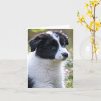 Félicitations Cute Puppy