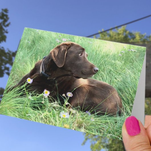 Carte Félicitations Labrador Retriever Pensées pour Vous