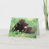 Carte Félicitations Labrador Retriever Pensées pour Vous (Devant)