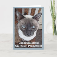 Félicitations pour la promotion Funny Cat Card