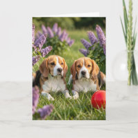 Félicitations pour vos nouveaux Beagles | Félicita