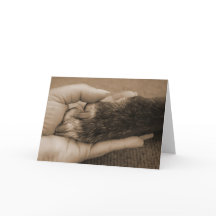 Félicitations pour votre adoption !