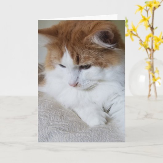 Carte (Feline Fancy) Contemplation Kitty : Photo Cat (Fleur jaune)