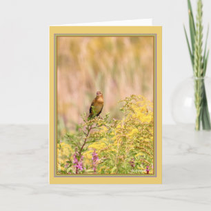 Carte Femme/mâle non reproducteur Bobolink