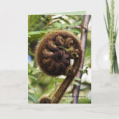 Carte Ferme de la forêt de Kauri (Devant)