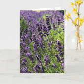 Carte Ferme de Lavender (Fleur jaune)