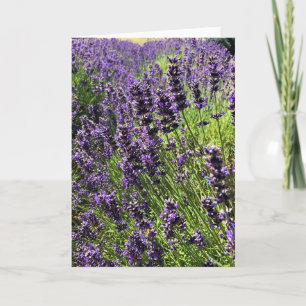 Carte Ferme de Lavender