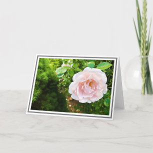 Carte Fermer Delicate Escalade rose Rose Foliage vert