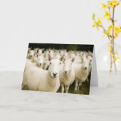 Carte Fermes | Troupeau de moutons (Fleur jaune)