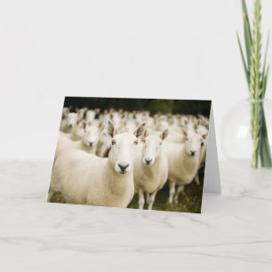 Carte Fermes Troupeau de moutons
