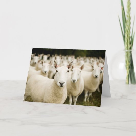 Carte Fermes | Troupeau de moutons (Devant)