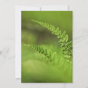Carte Fern Frond Photo