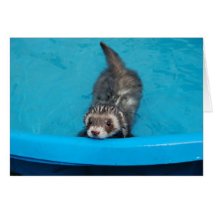 Carte Ferret