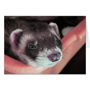 Carte Ferret Sable