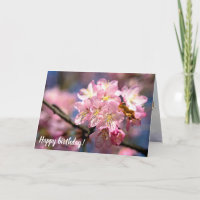 Festival Des Fleurs De Sakura Rose Au Printemps